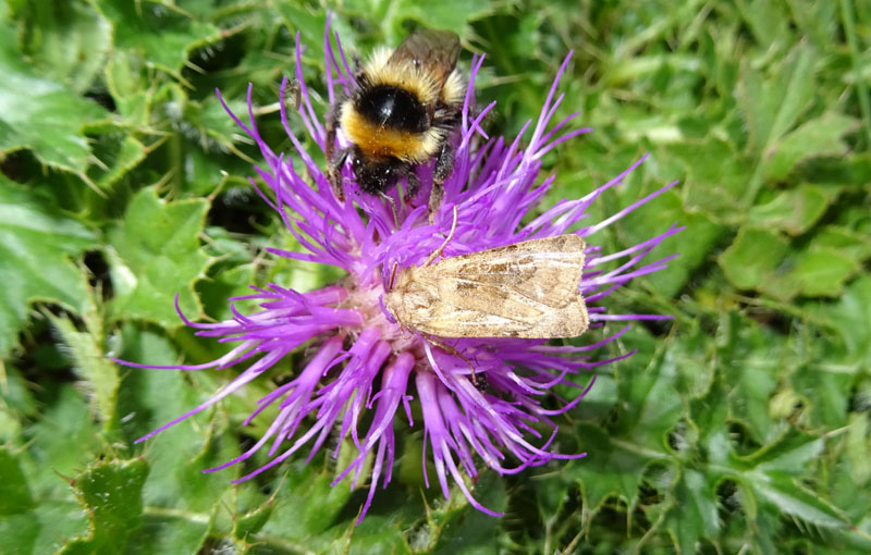 Chersotis sp. - Noctuidae